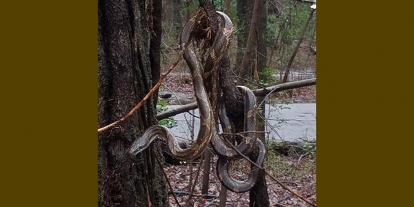 Il Ratsnake: sarà innocuo, però...