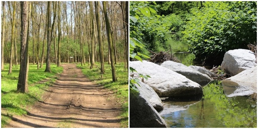 Alcuni scorci Bosco del Rugareto, da qui passerà la corsa