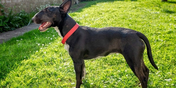 Un esemplare di Bull terrier inglese (non quello che ha aggredito la donna in gara)