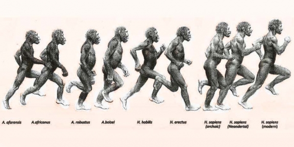 L&#039;evoluzione umana